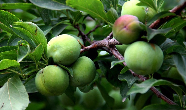 咳嗽痰多|立秋后，咳嗽痰多很难受，不妨多食此果，润肺止咳，降血压