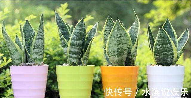 毛根|无根“虎皮兰”，上盆简单，2样东西一掺，毛根嗖嗖长，叶子高大