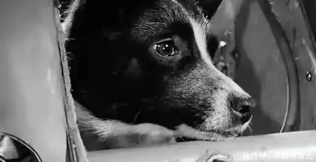 宇航员 第一个登上太空的宇航员,不是加加林,而是一只狗……