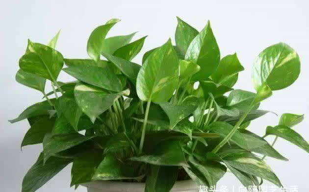 家里的这些绿植，一定晒不得，一晒就变黄，出现黄叶就死翘翘