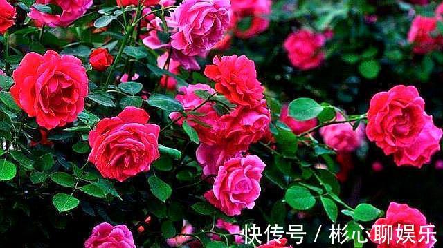 生根|用“河沙”扦插月季花,“小细节”别忽略,不黑杆,提高成活率