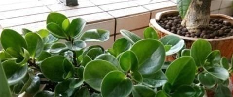 浓肥|别养绿萝了,2种花超耐阴,采光不好也能长得好,叶子浓绿盆盆爆