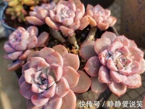 精致|红粉佳人悬崖桩、直立桩都漂亮,我更喜欢直立桩,像精致的艺术品