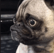 |搞笑GIF趣图:再也不敢在宿舍睡懒觉了,室友们太疯狂