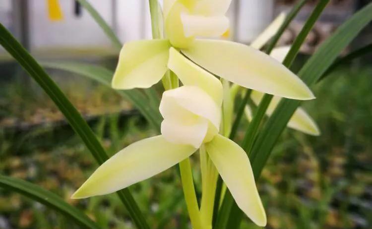 养兰花要学会巧用磷酸二氢钾，省事又好养，花朵鲜艳又多姿