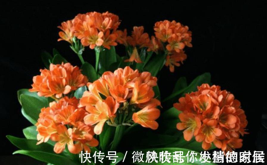 君子兰怕“三高”，及时避开才能长出好状态，叶片挺拔如折扇