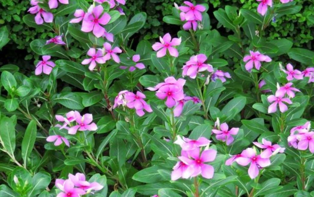 6种公认好养的花卉,开花漂亮又美观,养起来简单