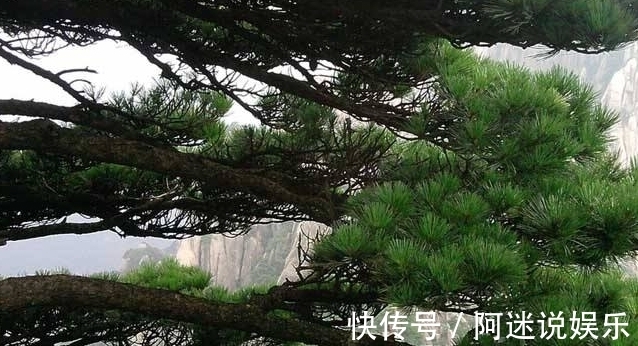 种树|古人说的:“五树进宅,人穷家败”,是指哪5种树,为何不能栽?