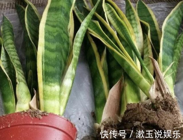 根系|春天虎皮兰不见长用上“1招”,根系窜满盆,2年长到1米高!