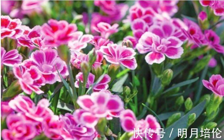 客厅|3种花被称为开花劳模,365天开花不断,花团锦簇,养在客厅美极了