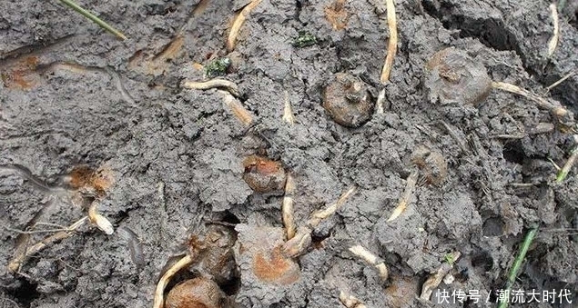 野果|长在泥巴里的野果,却有极高的抗肿瘤作用