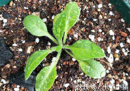 植物|天冷养花，早晨别做这几件事，植物才会感激你哦