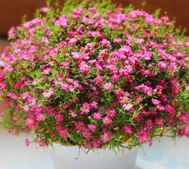 “5种花”是爆盆能手,好养易活,直接开成“花海”,太美了!