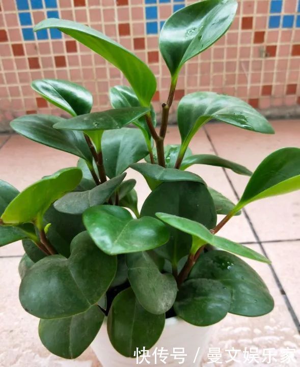 蟹爪兰|6种花,就得“穷着养”,花盆越小,长势越喜人!