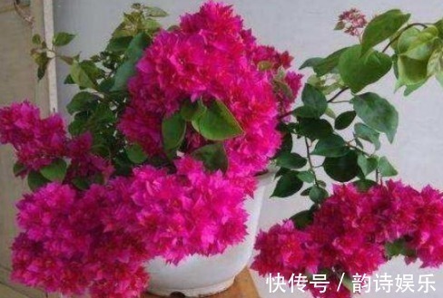 开花|三角梅开花的三个技能,掌握一个就能开花不断,并且一年都在开!