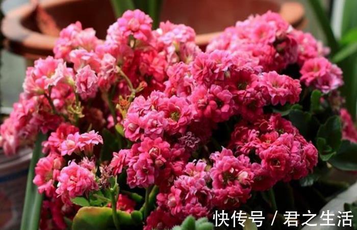 长寿花想继续开花,3件事情不能做,否则只长叶,很难再次开花!