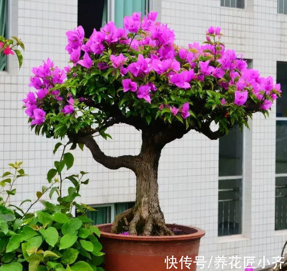 新手想玩盆景?可以试试4种植物,生长快速易成型,新手难养死