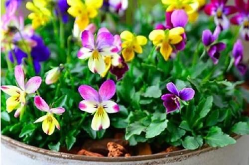 4种花超优秀的,四季都开花,花朵漂亮,养护简单