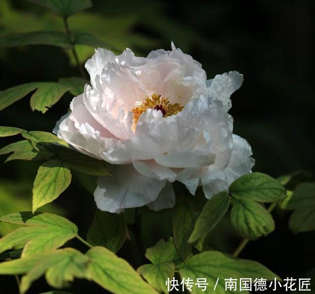 植株|分株繁殖是什么?这几种花卉适合分株繁殖,好生根开花多