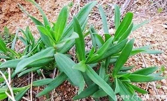 荒野|農村荒野這些野菜，嫩莖葉可清炒，野香十足，好吃又防病治??！