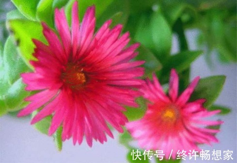 阳台种这5款花,花朵似绣球,花开繁盛惹人爱,开成花海挤爆阳台