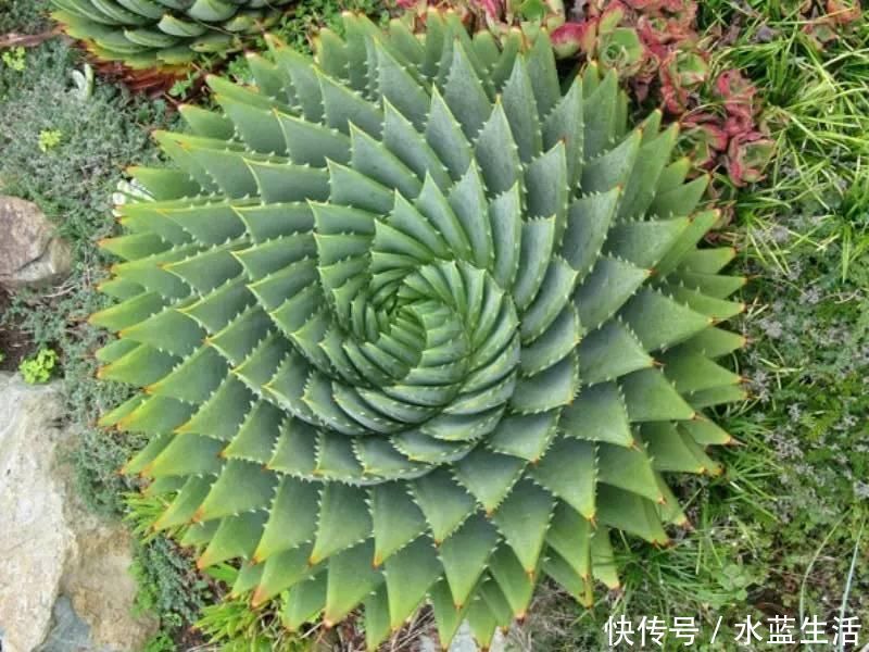 养护|4种高贵的多肉,很多人只听过名字,却没养过,直呼养不起