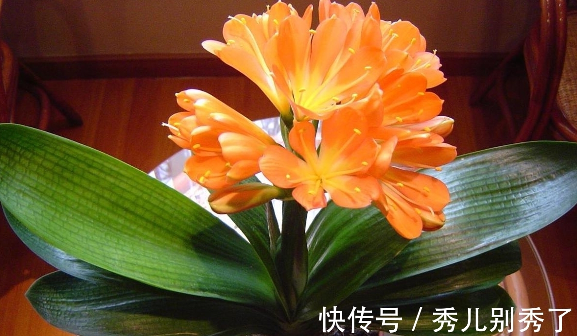 啤酒|家里养君子兰不好看,学会用几样东西,半年不施肥,叶片绿油油