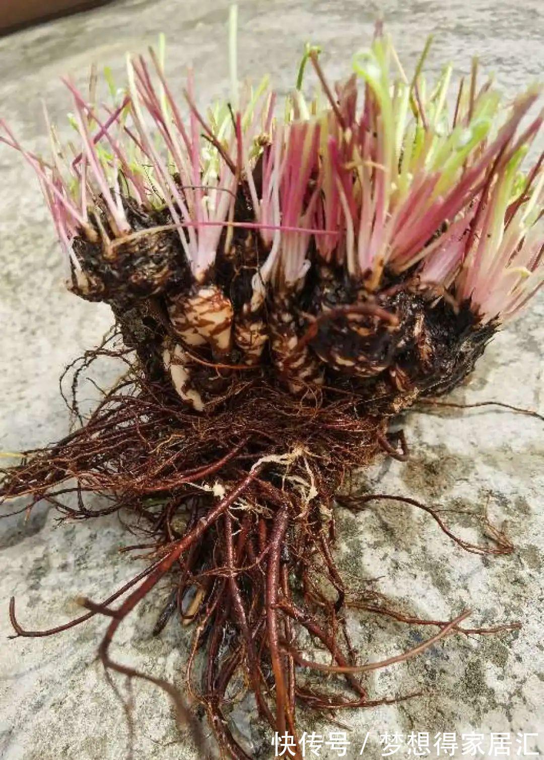 养到烦人的花，盆都不够用，扔掉还很心疼