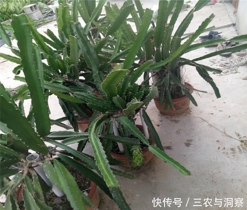 可当饭|果期长达半年,在阳台栽一棵,掌握种植要点,可当饭当水果