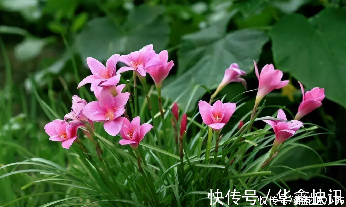 好多人|4种花不适合养在室内,扔在院子里日晒雨淋,反而长得更好