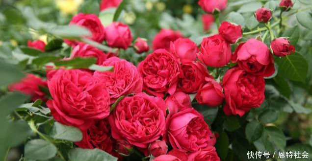 全年开花,花美又香甜,花量巨大,好养的盆栽,耐寒耐热不生病