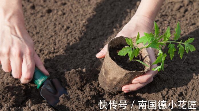 栽种|养花换下来的旧土别扔，加4种东西，比新土还好用