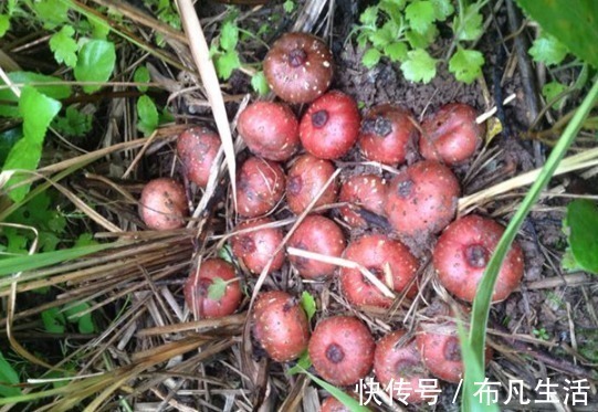 成熟时|以前农村不起眼的这种野果,现已大量种植,80元一斤还在涨