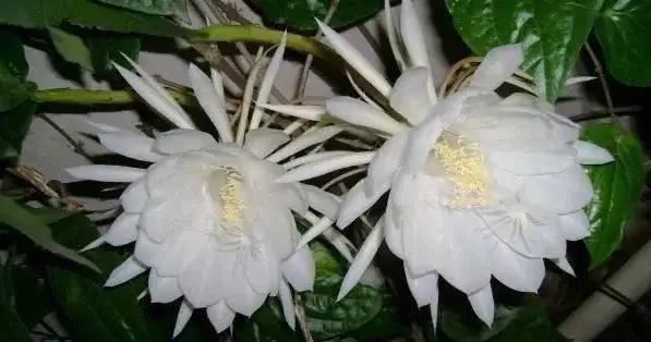 3d打印技术|创吉尼斯世界纪录!利用3D打印制造镶嵌7801颗钻石的戒指