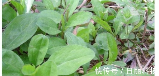 面条菜|农村以下2种野菜,不仅营养价值高,还能润肺止咳、凉血止血