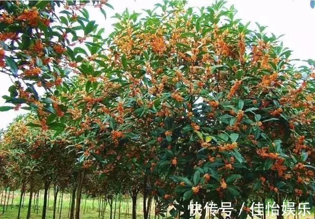 柠檬树|3种“香香树”,剪个枝丫,插土里,15天生根,开花满屋香