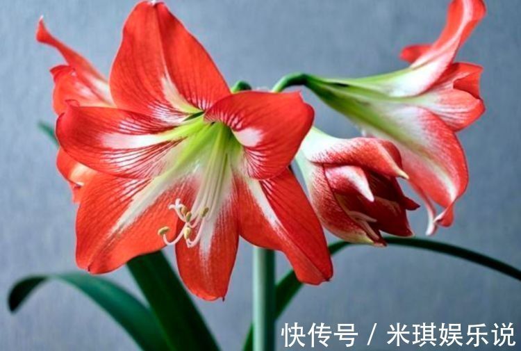 四季海棠|家养几款花，开花吉祥又喜庆，寓意超好的，红红火火好运来