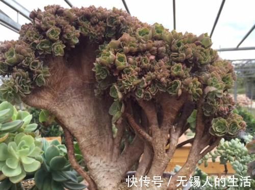 养花|居家养花不需要太多,养这3款多肉,不仅颜值高,而且可镇宅招财