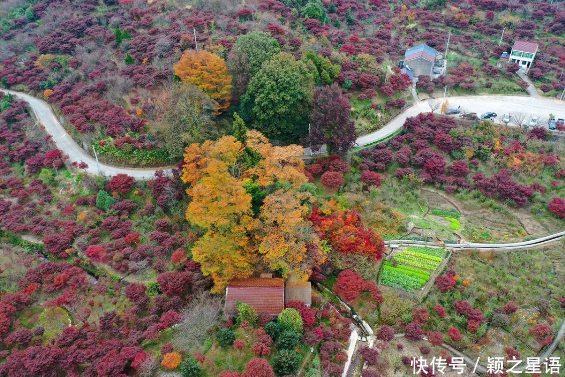  古树|红枫之乡古树成群，两棵金钱松被雷劈，又有两棵金黄参天