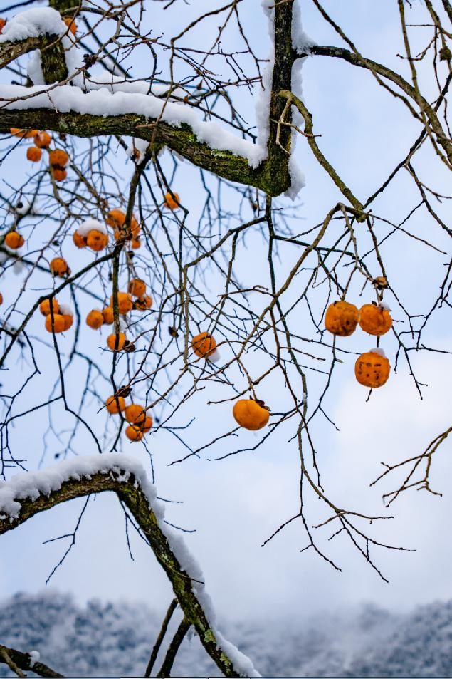 一大|德阳各地雪景美照大曝光！隔壁城市都羡慕哭了！一大波视频照片……