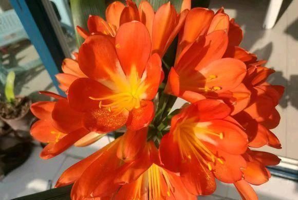 君子兰总是养不活往花盆里加点“好东西”,让植物越长越茂盛