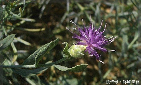 它是风湿关节炎的克星,学名“顶羽菊”,农村很常见,遇到别错过