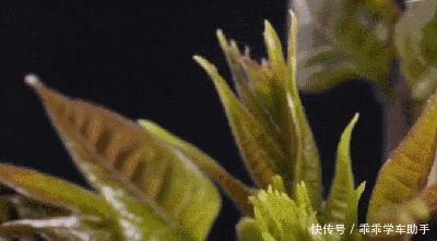 春季“头道鲜”,地道上海宁必吃!春季“头道鲜”,地道上海宁必吃!