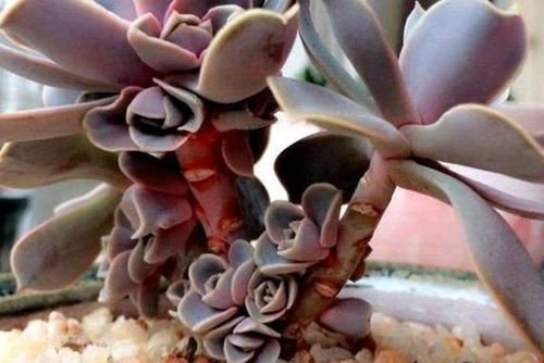 速率|多肉没状态,三动作“虐一虐”,催出缀化感,养成老桩值上万块