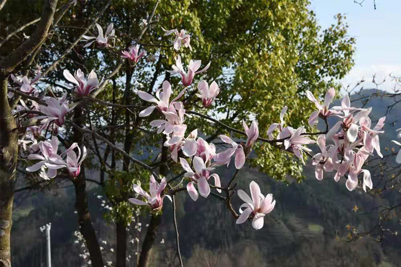 四川青川：辛夷花开春意浓