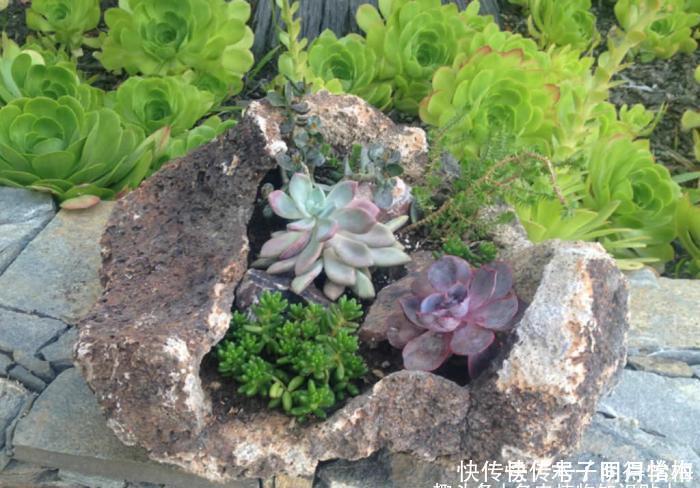 多肉种|把多肉种在石头里,你试过用石头当花盆吗?