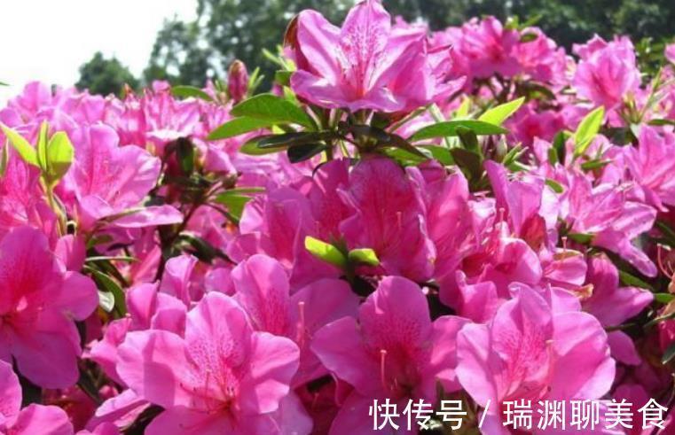 叶片|3种花是花中劳模，一年四季开花不断，开花量大，花开枝繁叶茂
