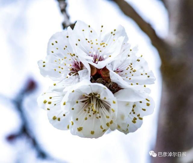 杏花迎春开，如此美景，你打卡了吗？