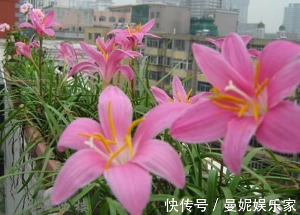 1种花，不怕晒、不怕淋雨，最适合在夏日养了，能回报你满园花色