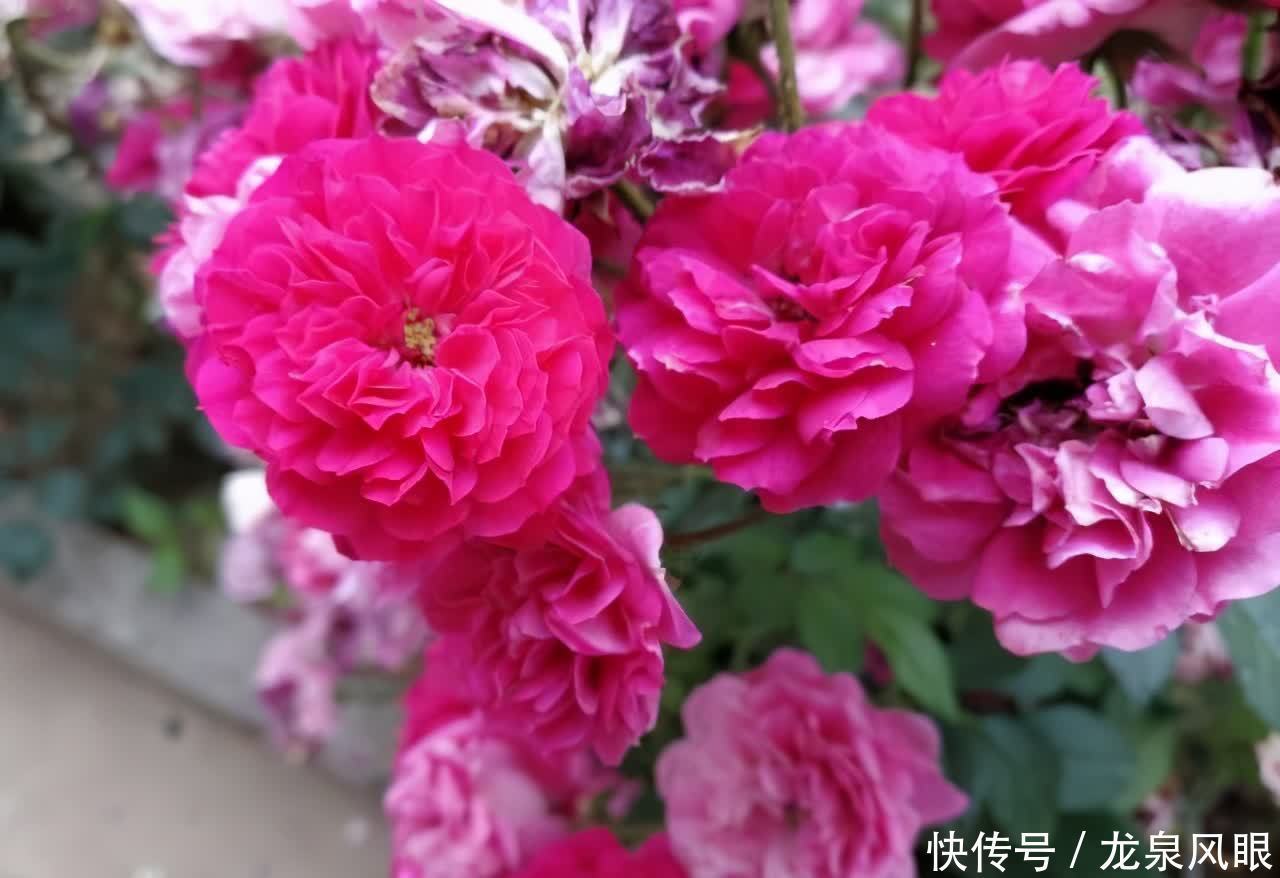 很好养的3种花,养室外养庭院里,一片繁花,芳香漂亮